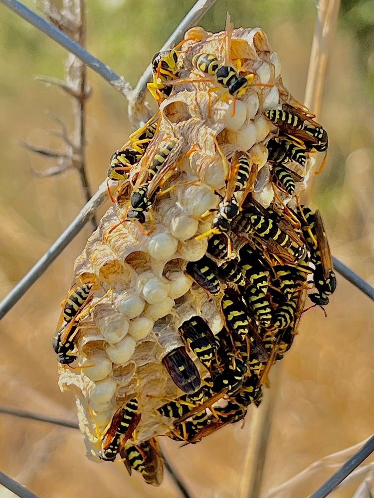 Фотография автора Eleni Christogianni