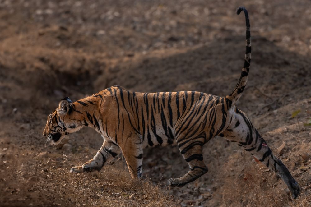 Photograph by Arnold Judson Samuel