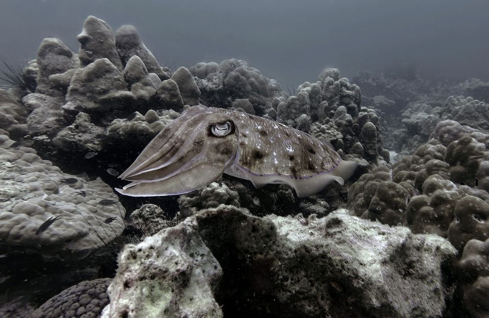 Photograph by Игорь Чернышов