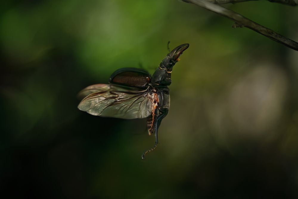 Photograph by Sara Jazbar