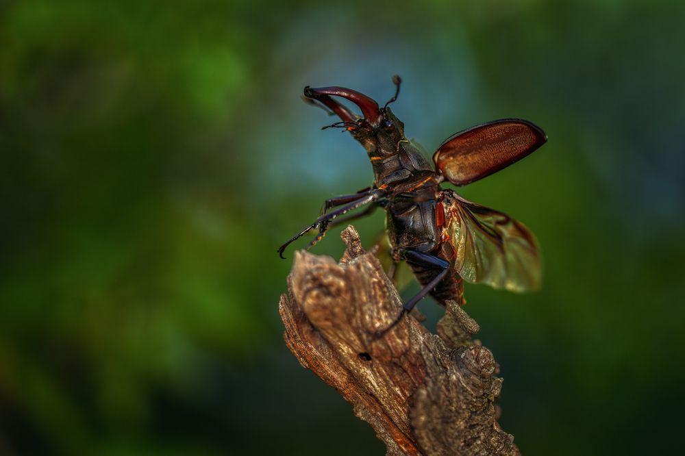 Photograph by Sara Jazbar