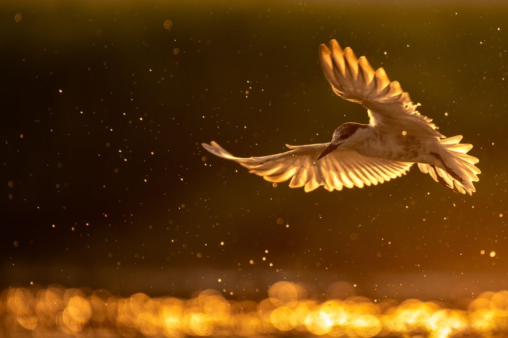 Photograph by Arnold Judson Samuel