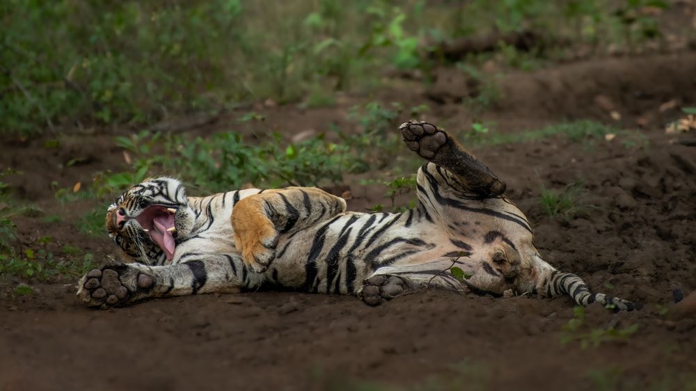 Photograph by Arnold Judson Samuel