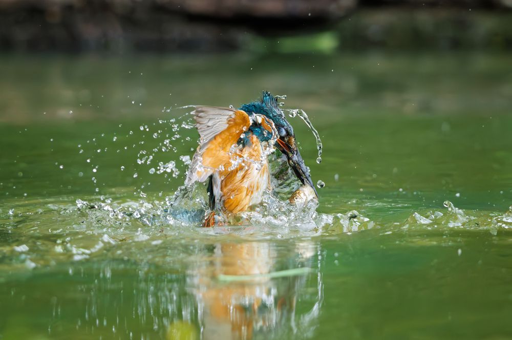 Photograph by Sara Jazbar