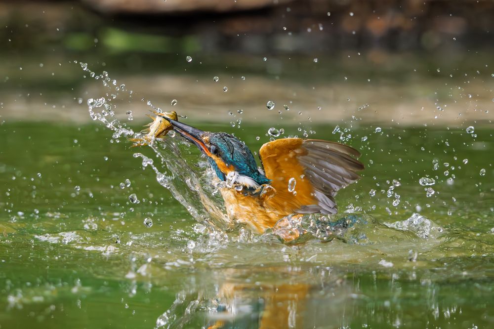 Photograph by Sara Jazbar