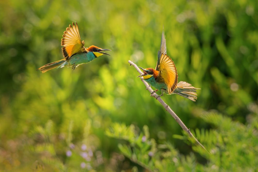 Photograph by Sara Jazbar