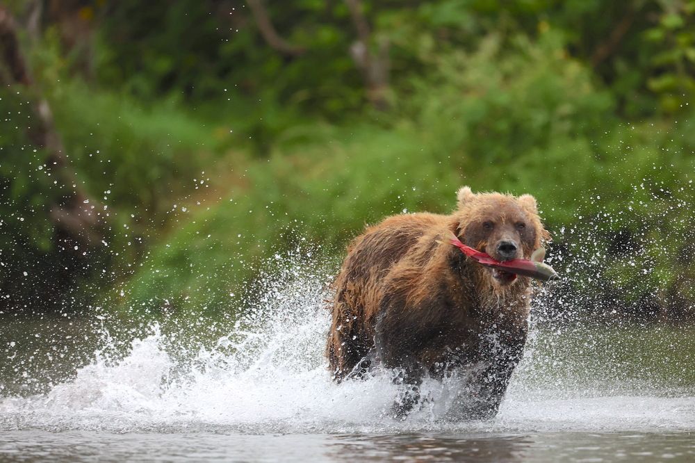 Спасти пойманное