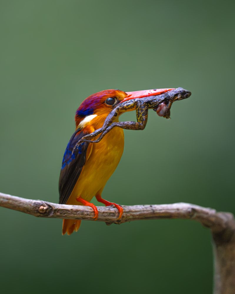 Photograph by Logeswaranathan Mohanaraj