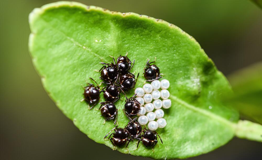 Фотография автора Dipayan Debbarma