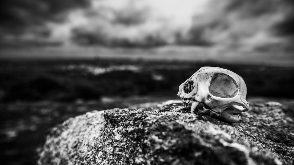 Photograph by Anurag Kashyap