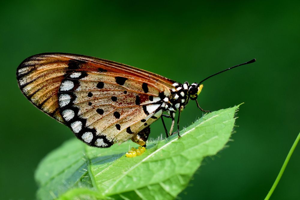 Фотография автора ARUNAVA DEY