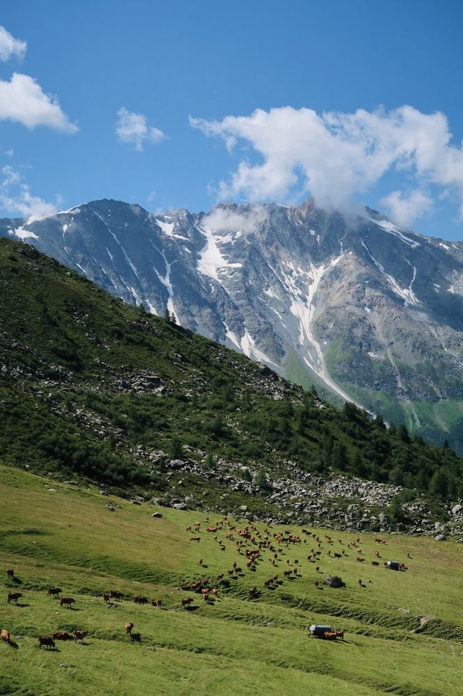 Peaceful grazing