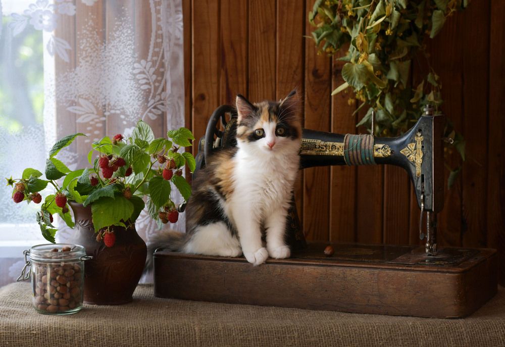 Photograph by Ирина Ефимова