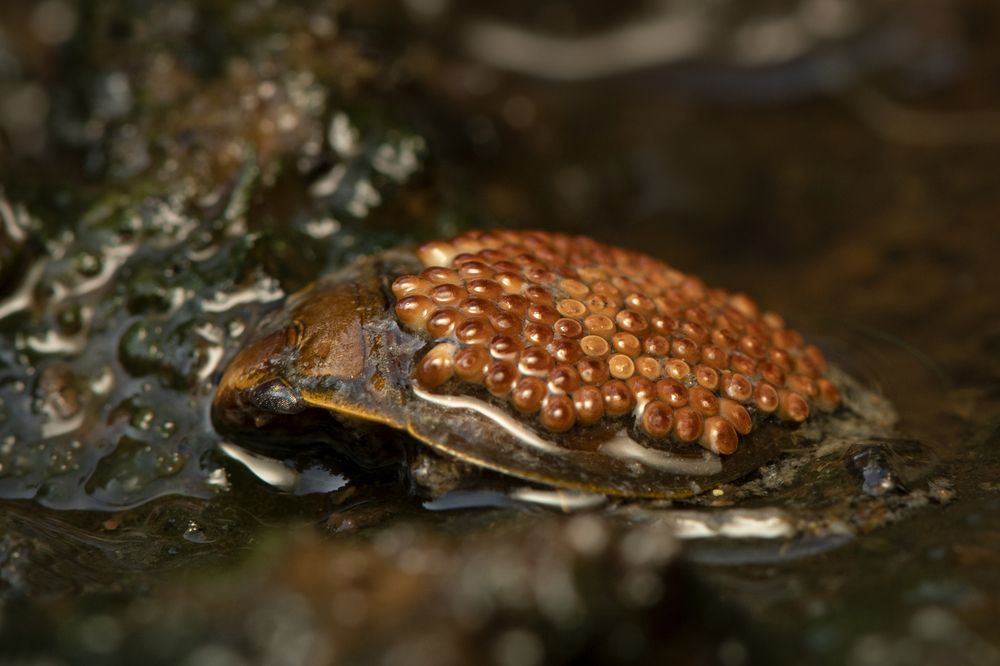 A predator carrying life on its back