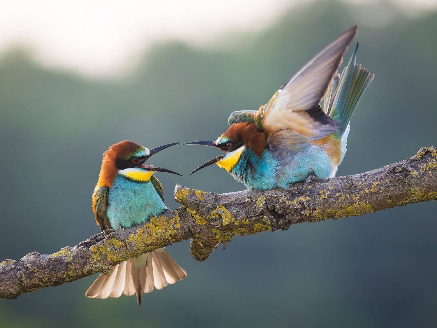 Фотография #12388372