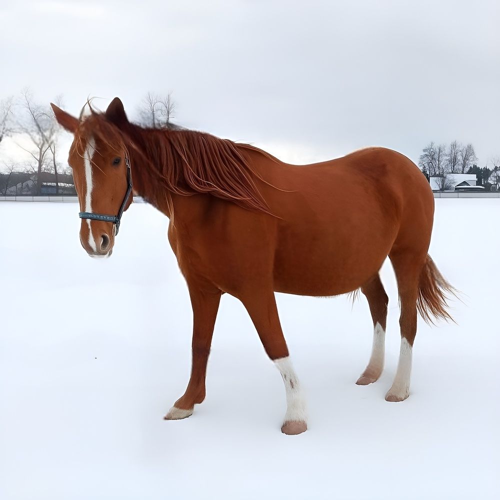 Лошадь на белоснежном поле.