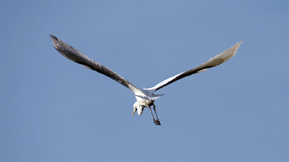 He flew away without saying goodbye