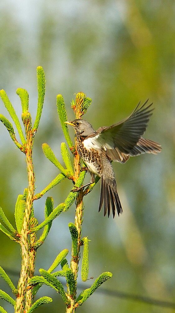 Photograph by Михаил Трусов
