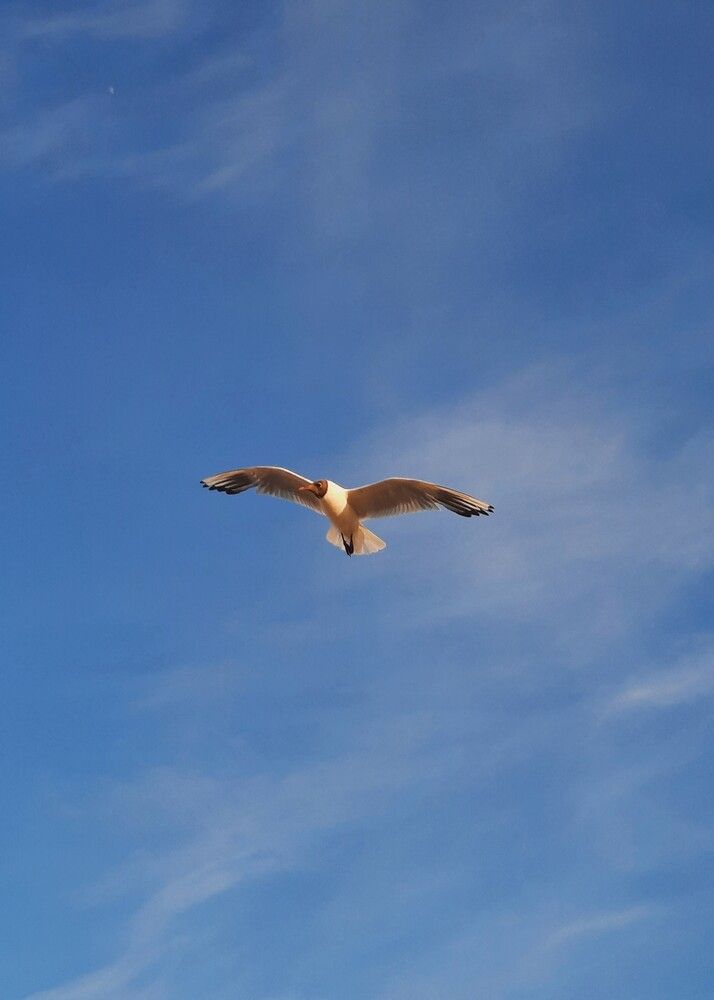 Photograph by Елена Пикатова