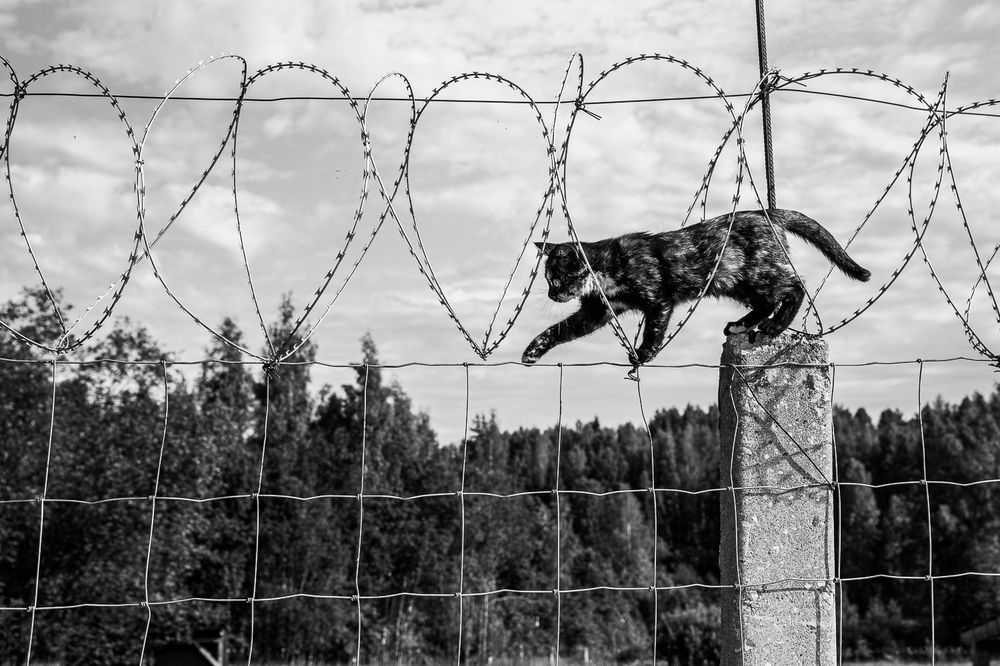 Фотография автора Чистякова Валерия