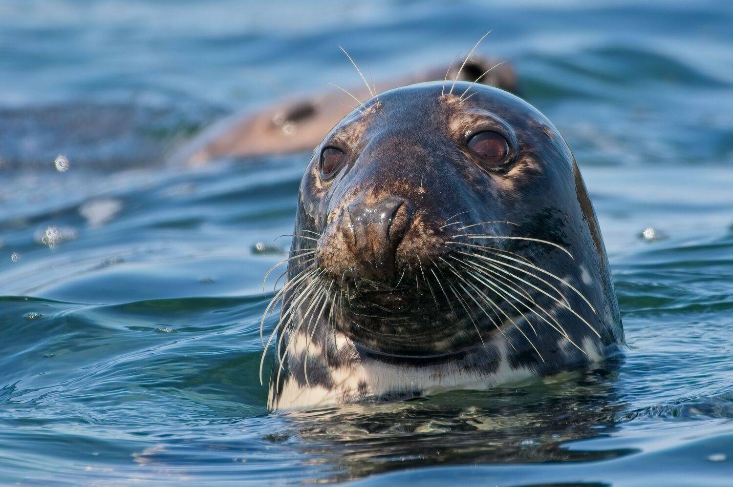 Navy Seal