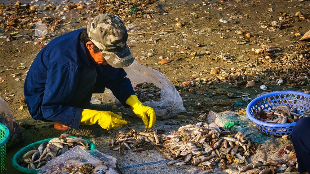 Фотография автора Nam Phạm