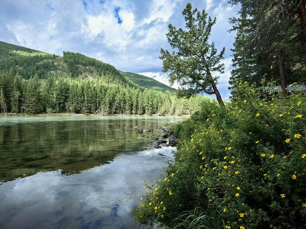 Заросли курильского чая на берегу