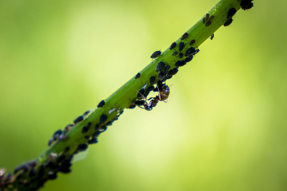 Одинокий пастух