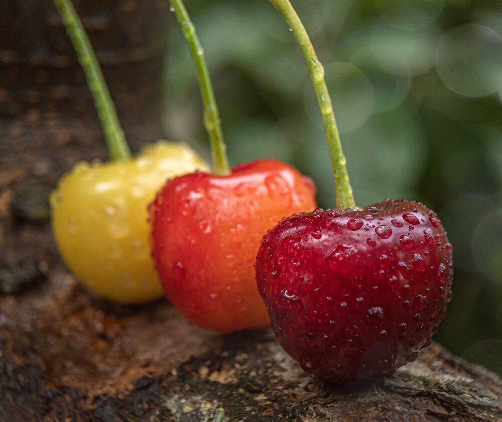 Photograph by Lyudmila Konigina