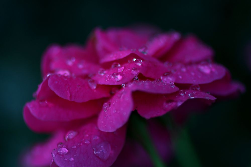 Photograph by Юлия Фомина