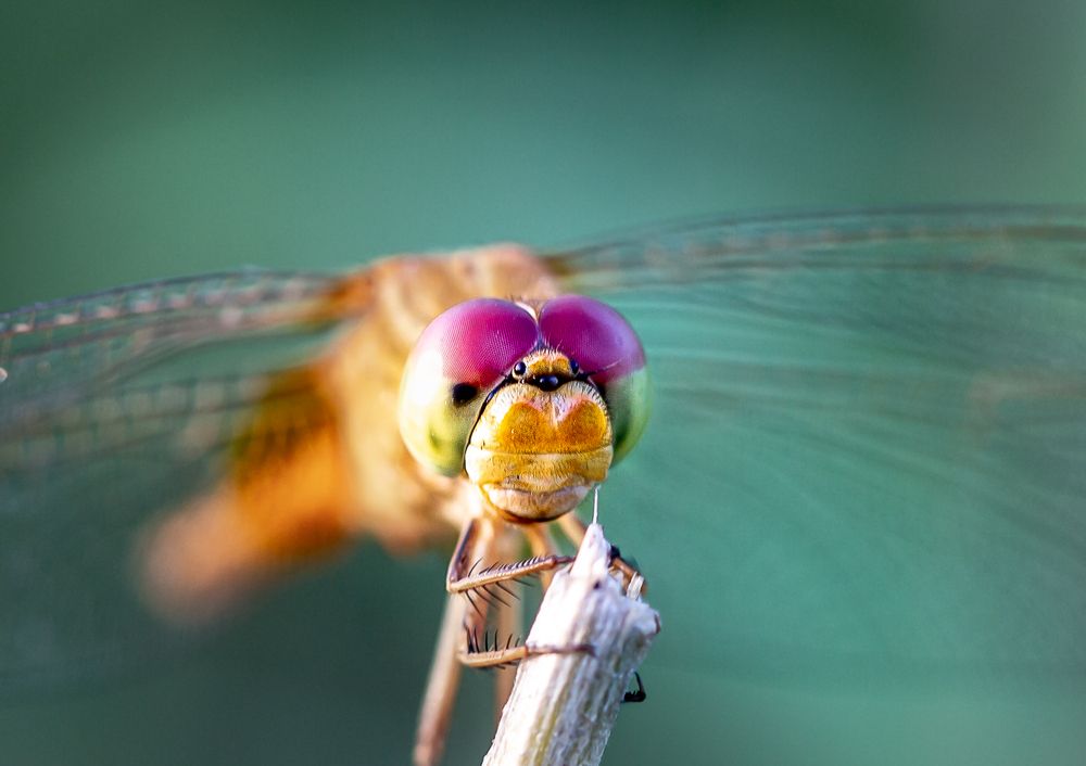 Photograph by Md Matiur Rahman