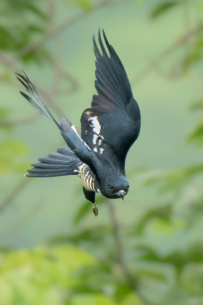 Photograph by Ashoke Shil