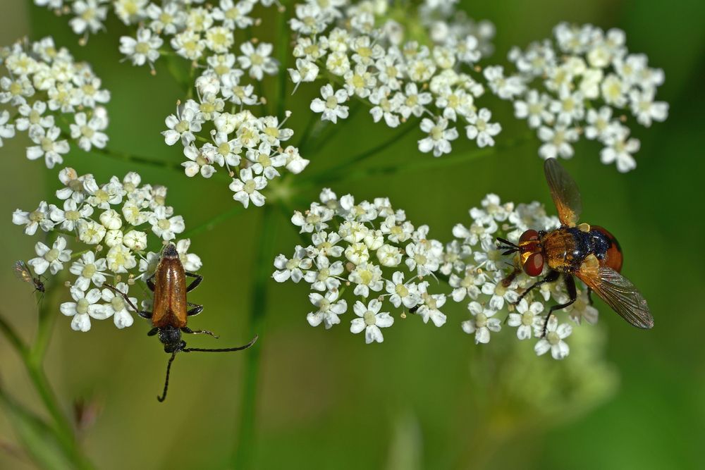 Photograph by Корнейчук Игорь