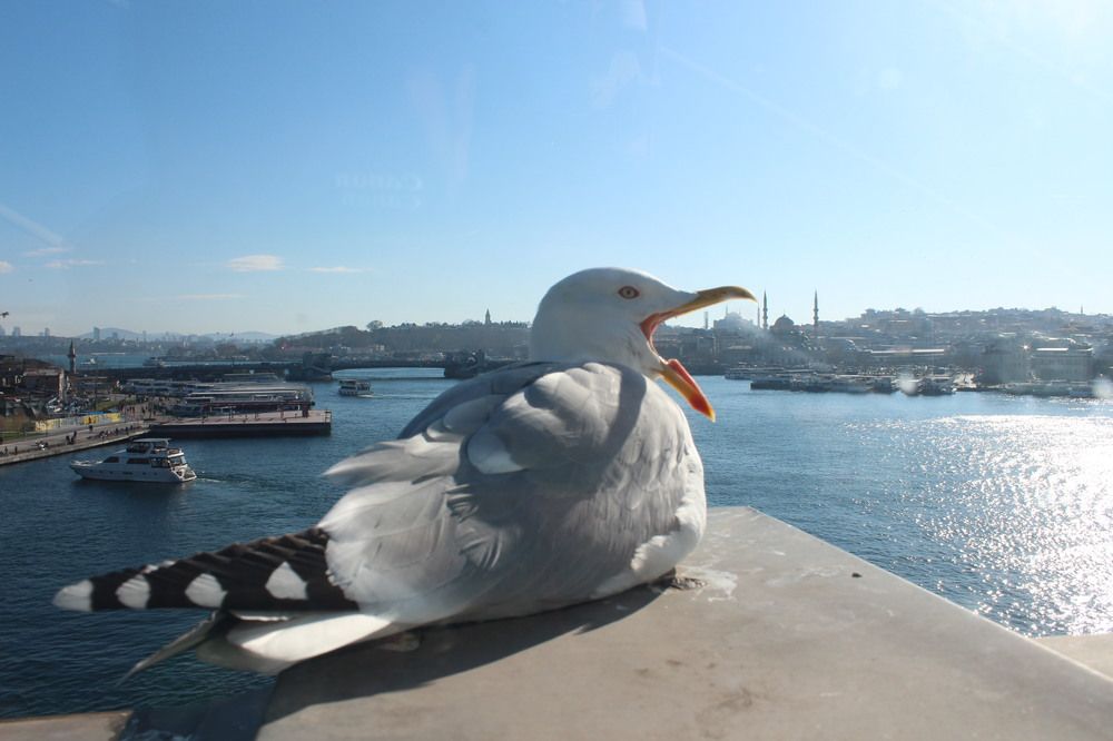 Istanbul Turkey Guul