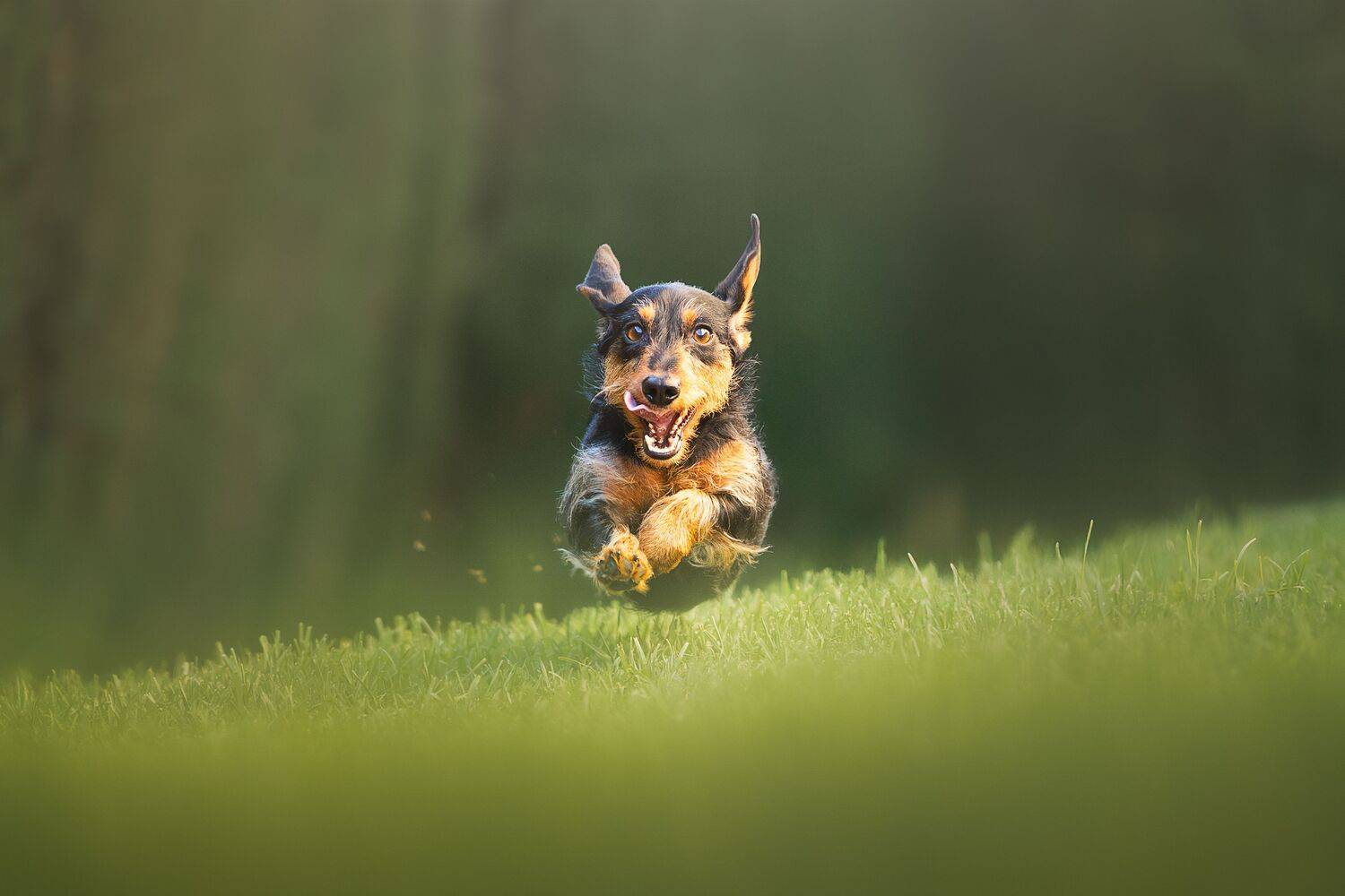 Flying Puppy