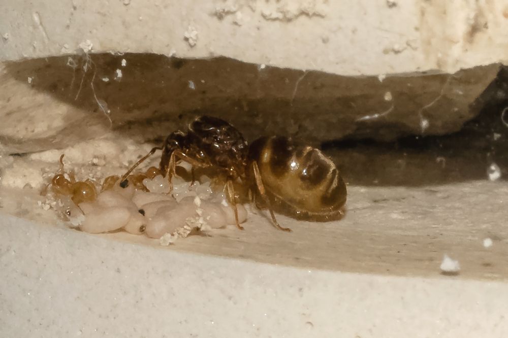 В муравейнике