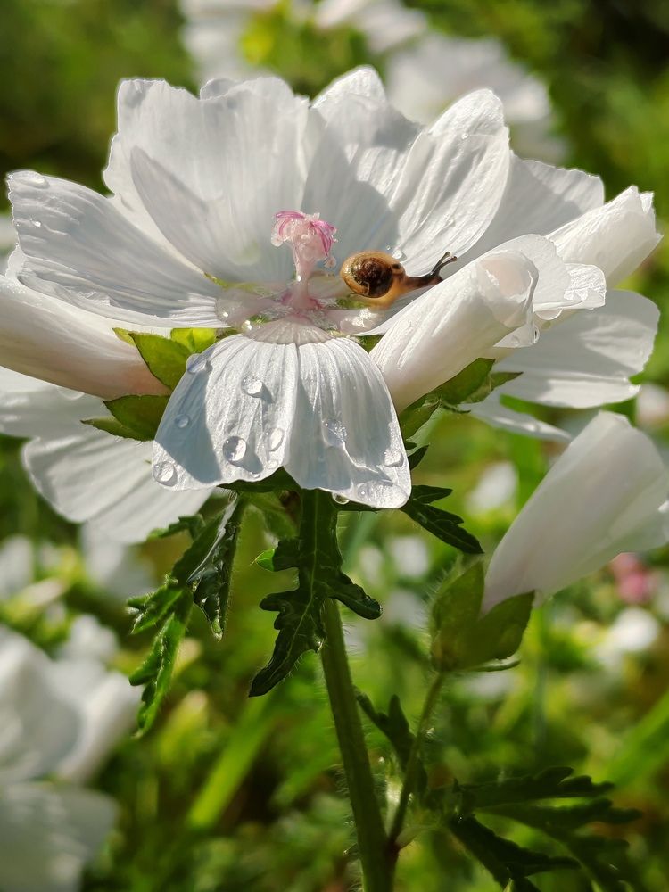 Photograph by Елена Кузьмичева