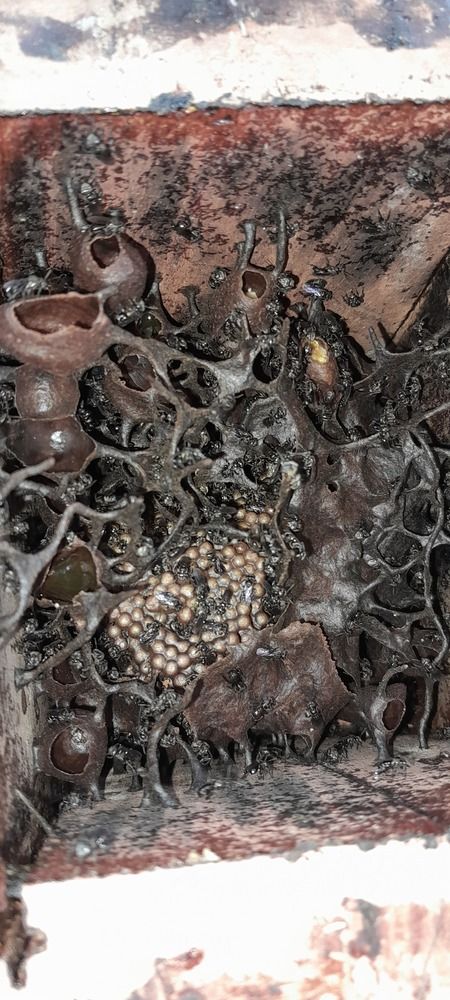 Фотография автора Zulfa