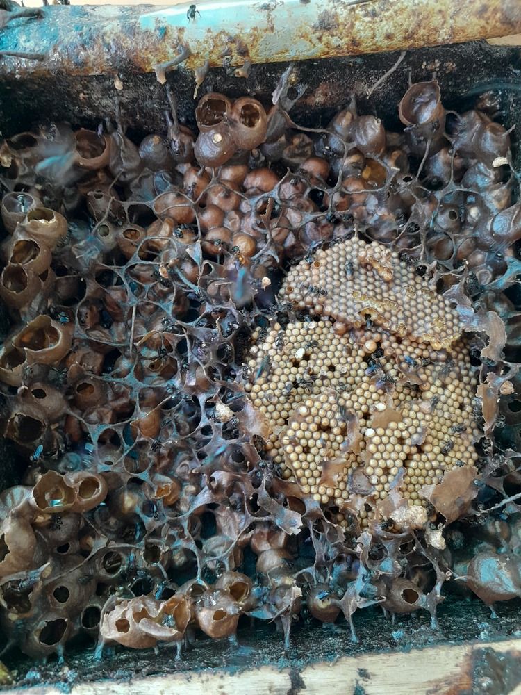 Фотография автора Zulfa