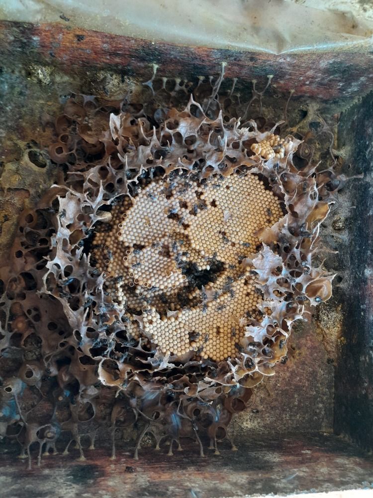 Фотография автора Zulfa