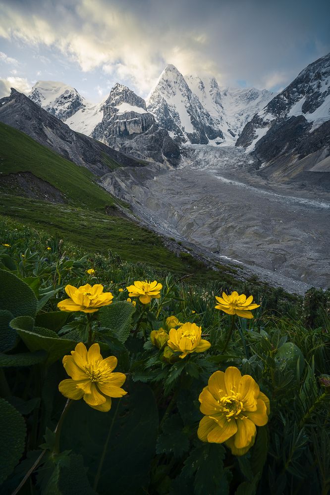 Flowerland in Tienshan moutains