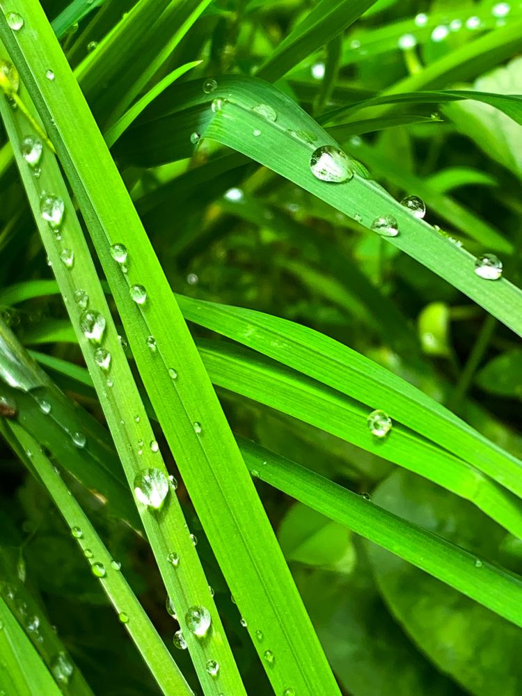 После дождя.