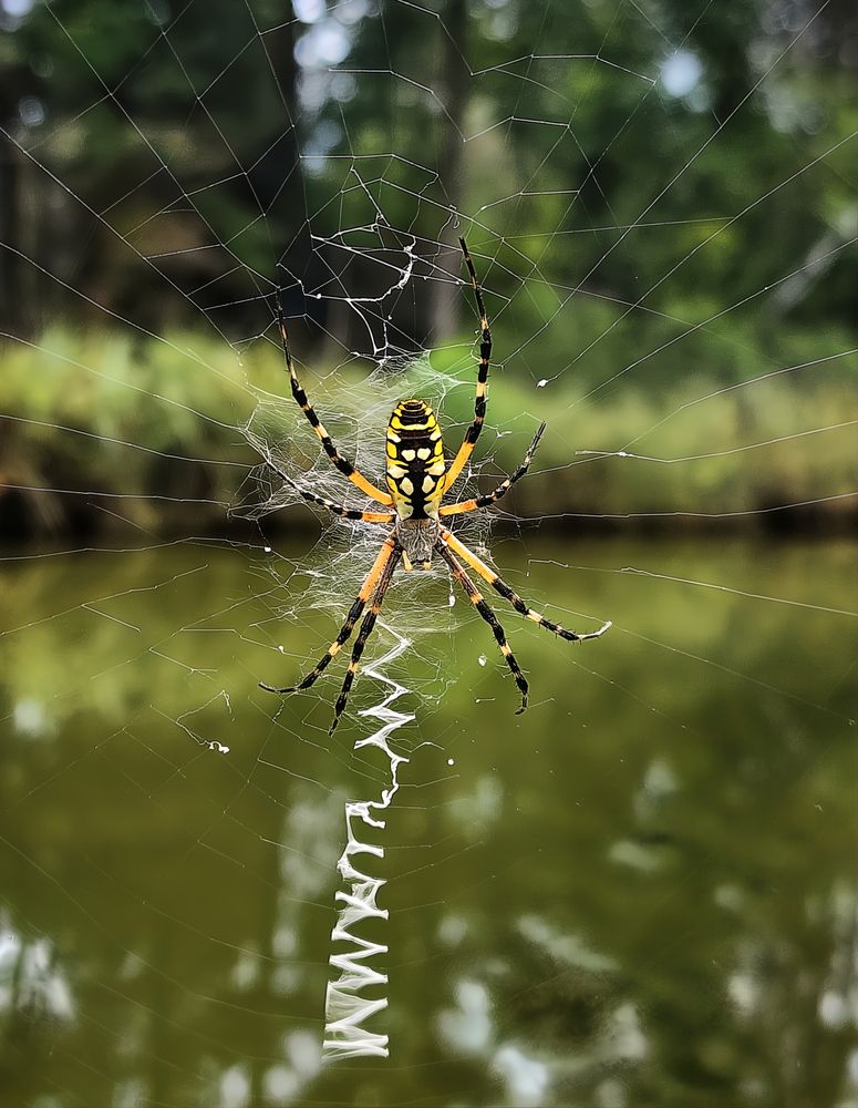 Thread By Thread: The Yellow Garden Spider