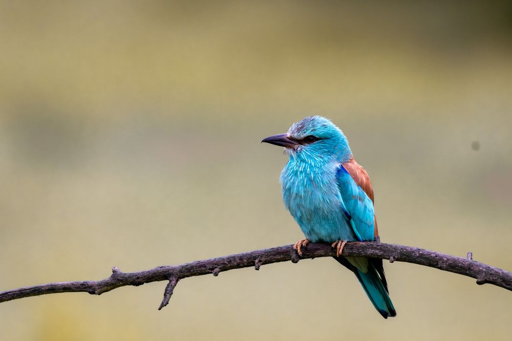 Фотография автора Olena Pfister