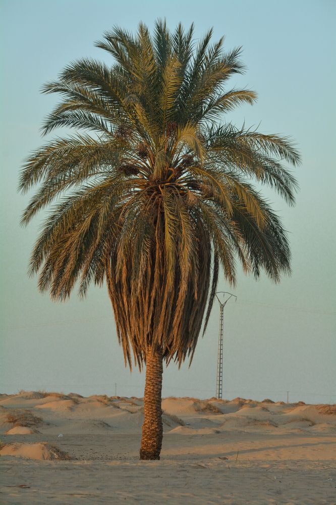 النخلة الصحراوية