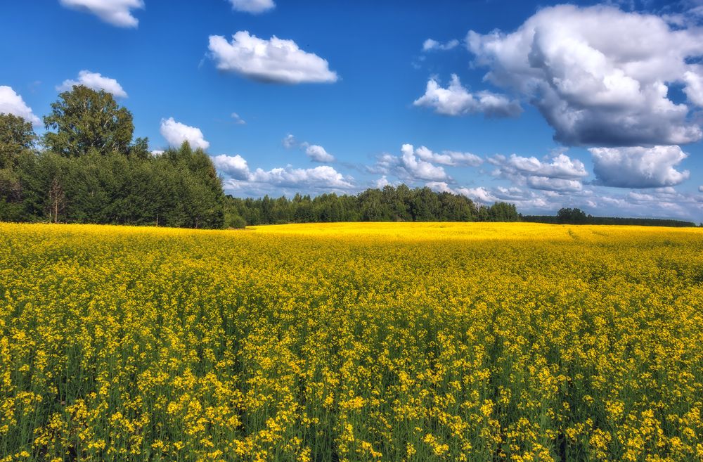 Фотография автора Юдинских Марина
