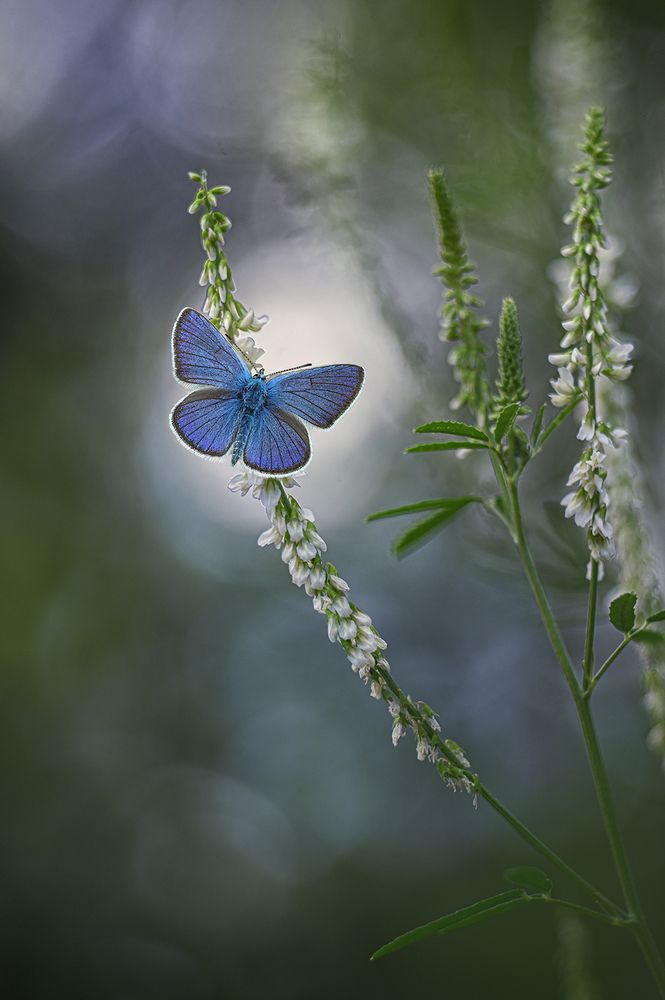 Photograph by S. Dana