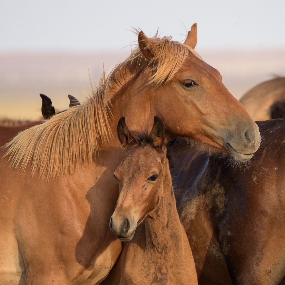 Photograph by Леонид Синев