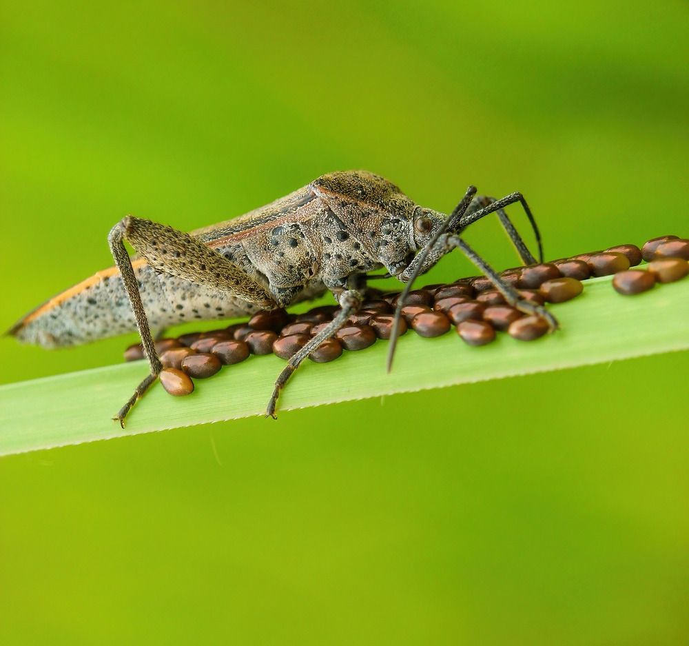 Photograph by Joko Prayitno