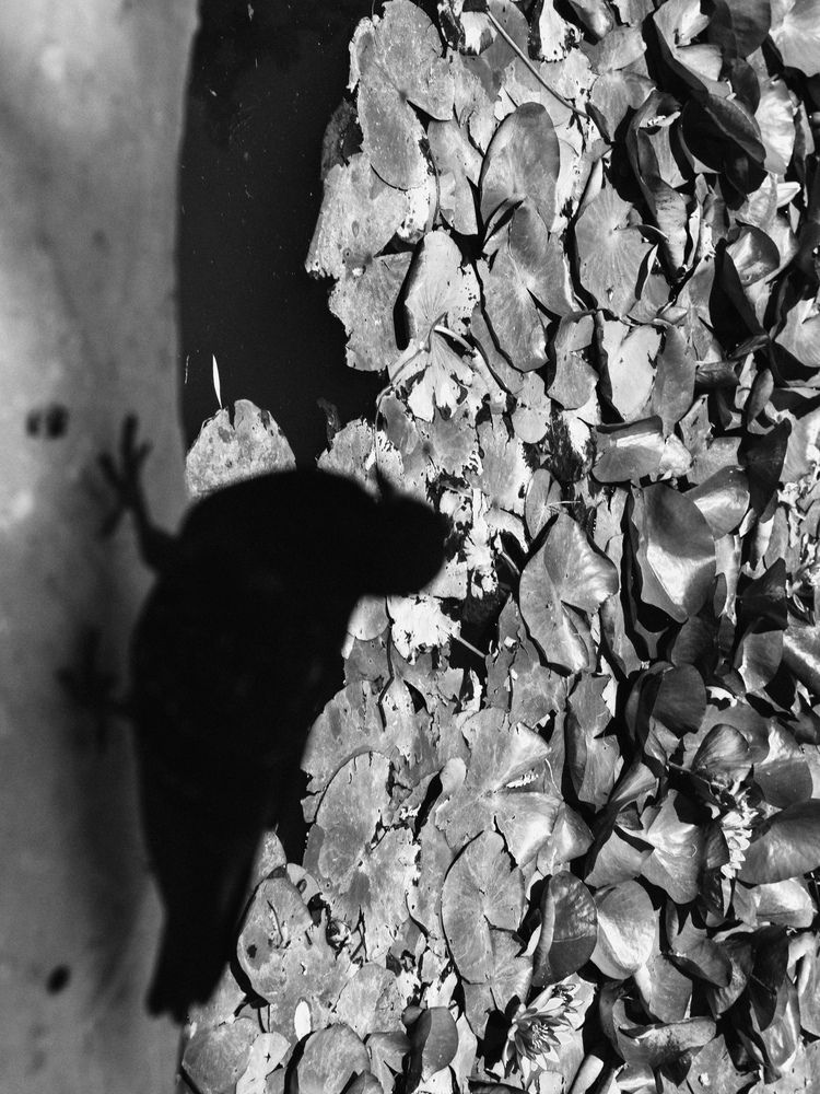 Photograph by Юлия Белоусова